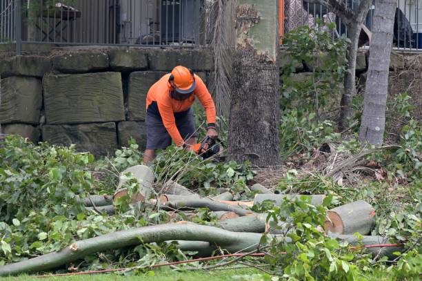 How Our Tree Care Process Works  in  Toccoa, GA